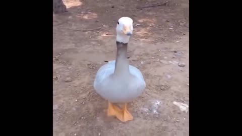 Very strange goose