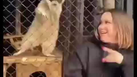 Don't copy me . Funny animals reactions.