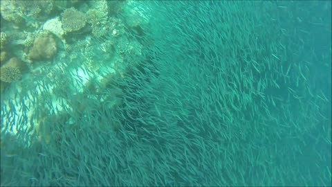 Maldives Short Snorkeling video Part 12