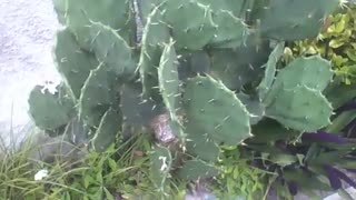 Cactus is seen on the side of the sidewalk, its thorns are very sharp [Nature & Animals]