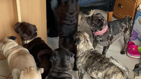 Pack of Pugs Wait Their Turn