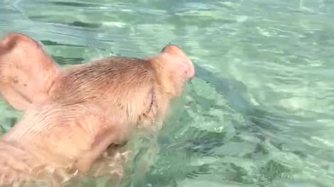 Swimming lessons with piglet