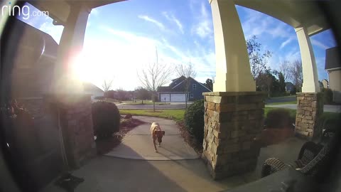 Smart Pooch Alert: Witness How This Dog Masters the Ring Video Doorbell to Re-enter the House