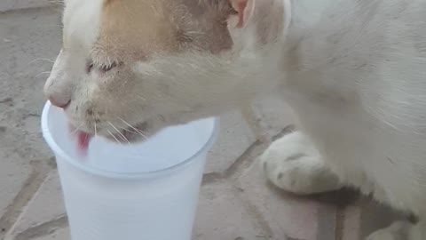 very thirsty cat