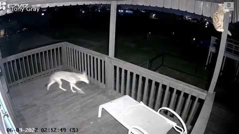 Coyote Attack