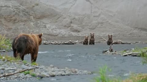 Baby animals of different species