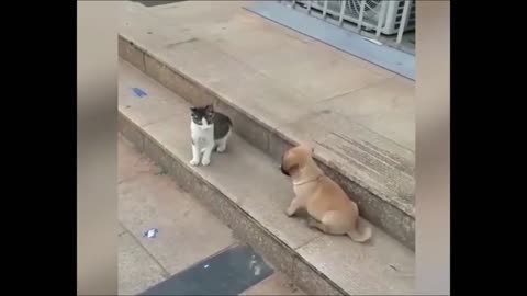 funny animal fight