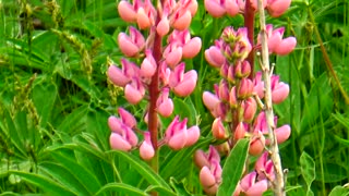 Lupins