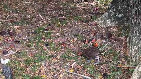 Chickens Having Breakfast