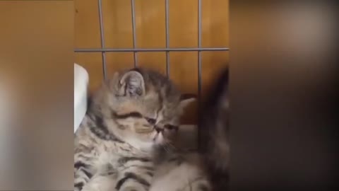 Funny Cats Laugh from your heart.