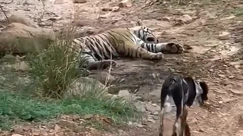 Tiger killed dog at zone 2 Ranthambore National Park,Tiger attack dog