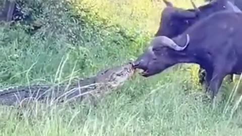 Crocodile Attack Buffalo