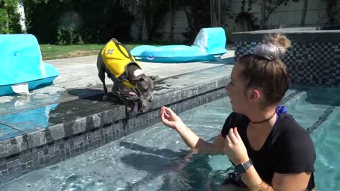 Teaching Dogs To Swim - easy to do!