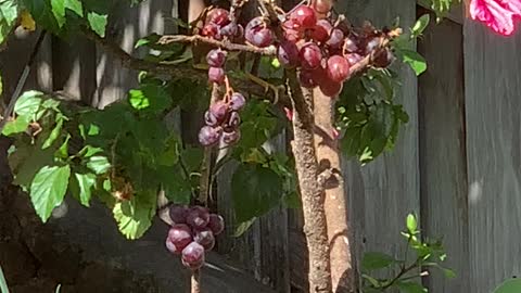 A Common Mynah is the Hibiscus getting his / her Treat