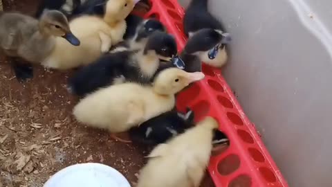 Lining up at the water trough. 6 day old ducks.