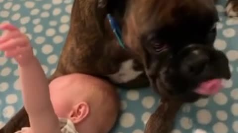 Nanny dog thoroughly enjoys babysitting his little sister and brother