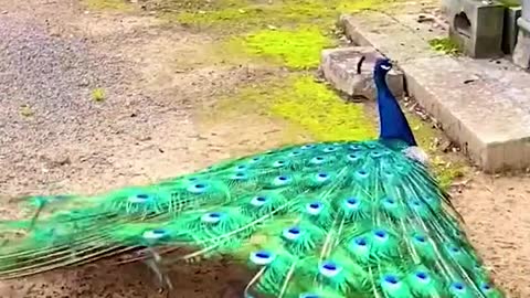 peacock dance part 7