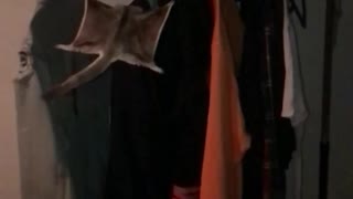 Flying squirrel jumps from hand onto jacket on rack