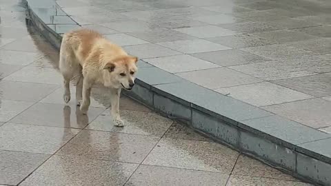 A pitiful dog passing by on a rainy day