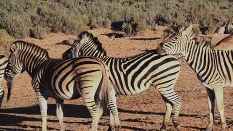A Group Of Zebras In An Open Field