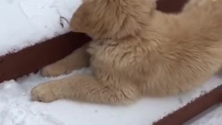 Puppy roles down snowy stairs