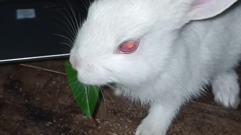 Rabbits are eating leaves