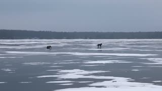 Wolf Hunts a Whitetail in Wisconsin