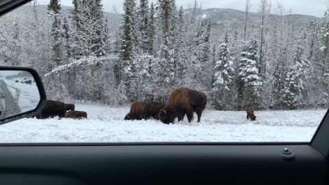 Driving Through the Yukon Enjoying the Wildlife
