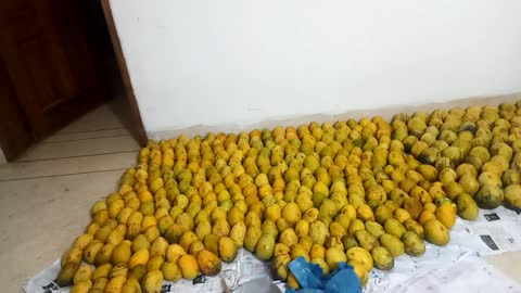 Beautiful mangoes