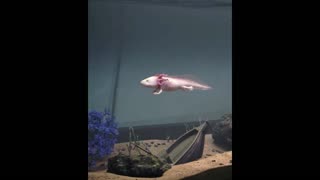 Hector Salamander - The Axolotl