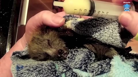 Baby flying-fox in care Hopscotch with Maggie