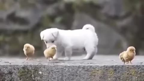 full videocute puppy playing with chikens babys