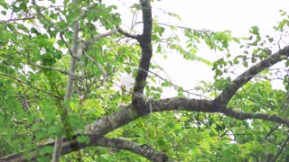 Eagle on the tree in safari-amazing eagle birds of mother nature-4k rare eagle birds video