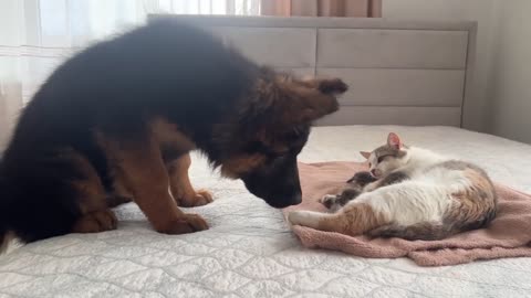 Shepherd puppy and cat with kittens