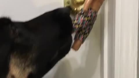 Innovative Puppy Tries To Use Action Figure To Open Door