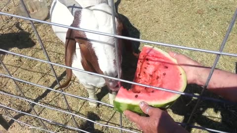 Baby goat playing with its owner funny video