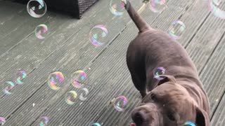 Bubbles are always fun , wait for it
