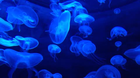 Beautiful deadly blue jellyfish