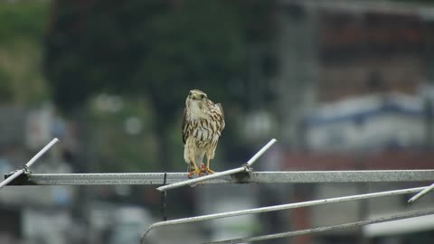 Falcon feeding on a pray