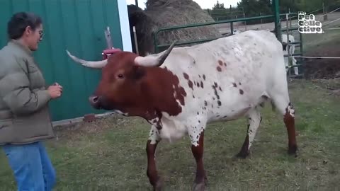 Funniest Farm Animals 😹🐶