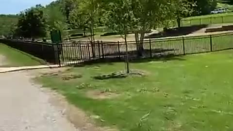 Bringing dog to dog park