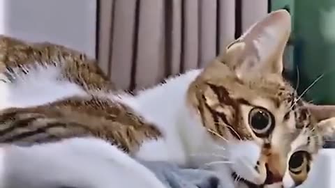 Animal funny videos