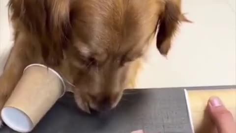 "Golden Retriever's Clever Challenge: 'Find the Treat Under the Cup' Fun!"