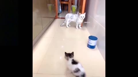 Cat Doesn't Know How To Say Hi To Kitten And Keeps Jumping Around