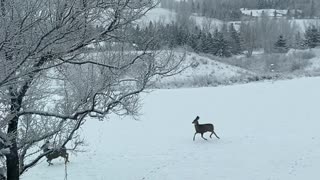 Synchronized Deer Hop Through Yard