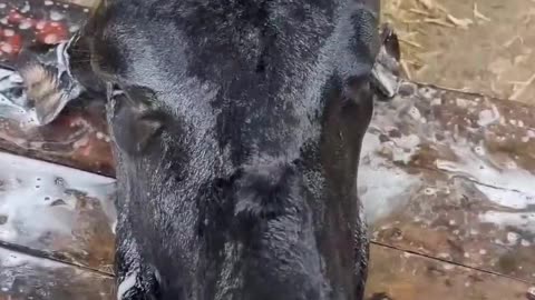 Shampooing Cow's Head.(1080p)