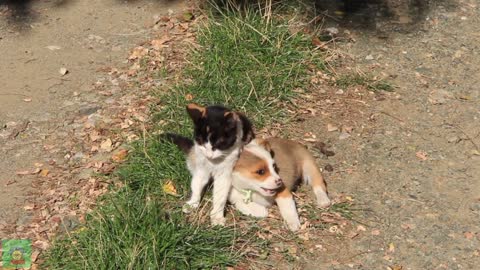 Cats and dogs having fun