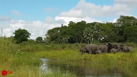 Amazing elephant saves baby elephant from crocodile hunting_Animal haunting fails