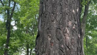 Snake on Golf course. Hole 5; par 4; ball next to Tree. What club should you use?