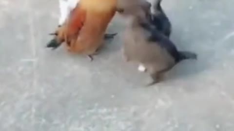 Puppy Labradors annoying chicken